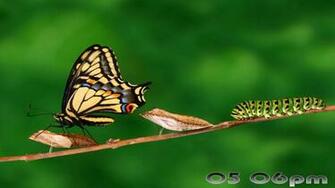 Wallpaper Pictures Image And Photos Butterflies