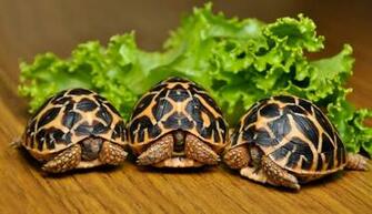 Indian Star Tortoise Wallpaper Background