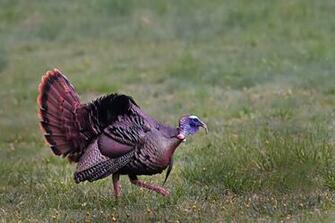 Wild Turkey Photos Pictures