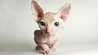 Image Sphynx Cat Cats Snout Animal Glance