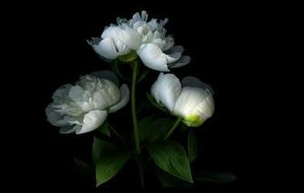 Wallpaper Peony Bud Petals Light Shadow