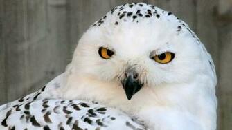 Harfang Des Neiges Wallpaper
