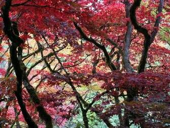 Image Nature Pictires Butchart Gardens Victoria Bc Canada
