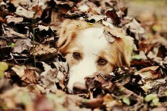 Dogs Animals Autumn Leaves Depth Of Field Pets