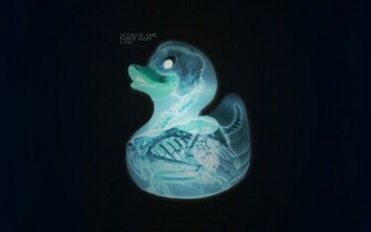 Xray Rubber Ducks Animals HD Desktop Wallpaper