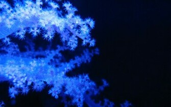 Blue Coral Wallpaper Space Elephant