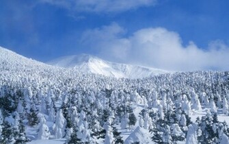 Snow Trees Wallpaper Grasscloth
