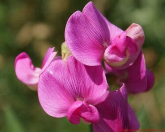 Spring Flower Wallpaper Screensavers And Background