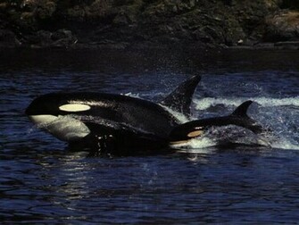 Orca Background
