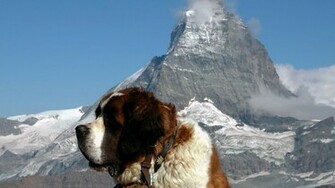 Saint Bernard Widescreen Wallpaper