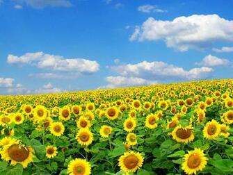 Spring Flowers Desktop Wallpaper Splendid HD
