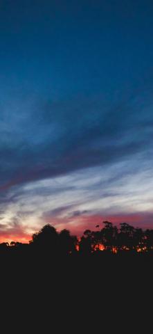 iPhone Wallpaper Sunset Sky Trees Night Silhouette