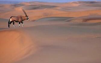 Oryx Wallpaper