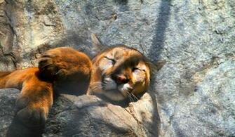 Mountain Lion Wallpaper