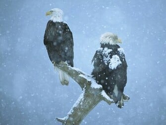 Bald Eagle Wallpaper