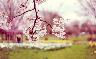 Sakura Pink Spring Beauty Beautiful Tree Nature Wallpaper