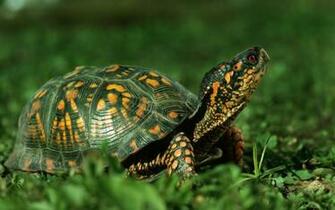 Cute Green Turtle HD Wallpaper Res