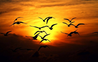 Birds Flying Wallpaper
