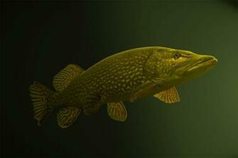 Muskies Desktop Background General Discussion Muskie Fishing
