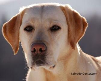 Labrador Center Retriever Desktop And
