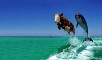 Funny Weird Pics Desktop Wallpaper