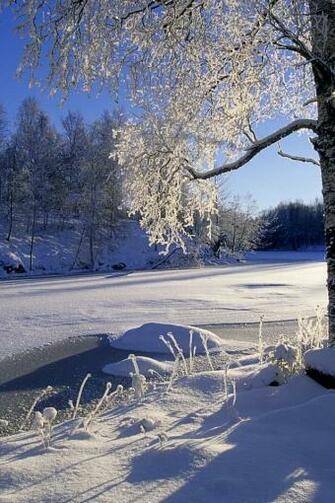 Trees In Winter Forest iPhone HD Wallpaper