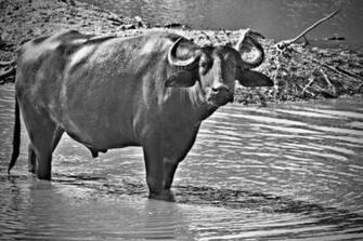 Black And White Drunk Buffalo