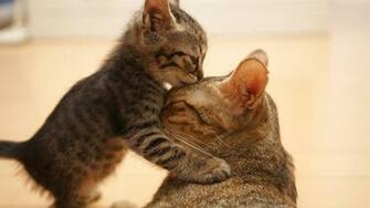 Cat Kitten Wallpaper HD Muzzle Ears Cute High Definition