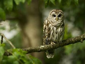 Wallpaper Funny Owl Desktop Background