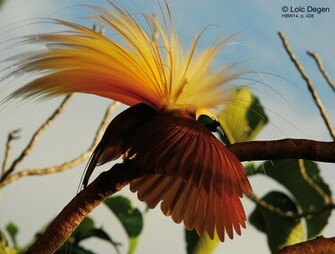 Bird Of Paradise Photo An Adult Male Displaying The Internet
