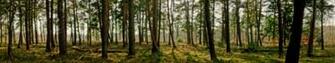 Monitor Multi Screen Multiple Trees Arbres Foret Forest Wallpaper