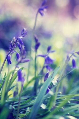 Purple Spring Flowers Jpg