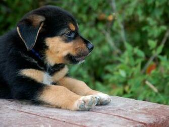 Rottweiler Puppies Wallpaper HD Cool Hivewallpaper