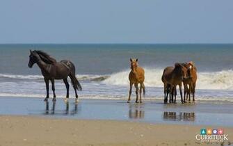Outer Banks Wild Ponies Around The Usa