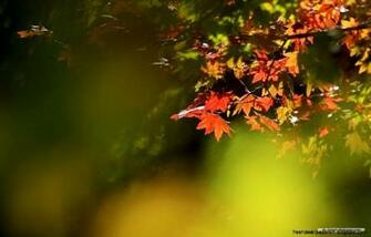 Hallmark Screensavers And Wallpaper HD