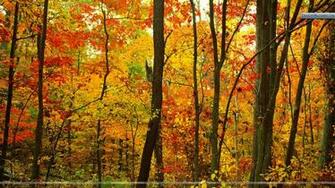 Crimson Forest Appalachian Mountains North Carolina Wallpaper