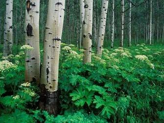 Aspen Trees Desktop Wallpaper