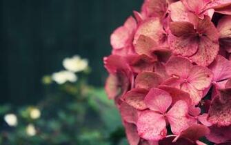 Cool Pink Flower Background Wallpaper HD Background