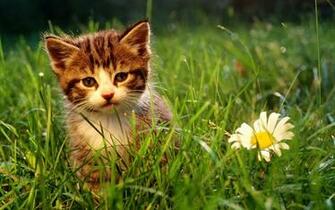 Nature Flowers Cats Animals Grass Kittens Wallpaper