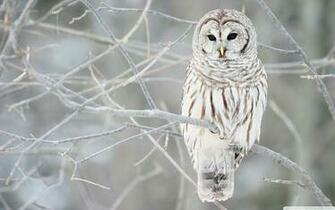 Wallpaper Winter Desktop