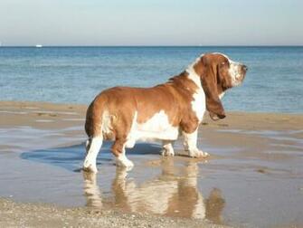 Basset Hound Wallpaper Amp Pictures