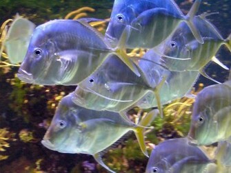Red Hook Pacu Fish Wallpaper Kiyute80