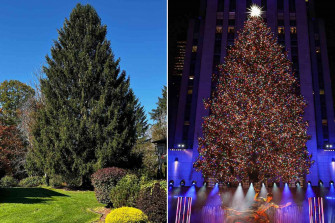 The Rockefeller Christmas Tree Has Officially Been Selected