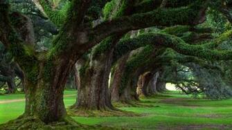 Live Oak Trees Wallpaper Luke Mcreynolds Hq