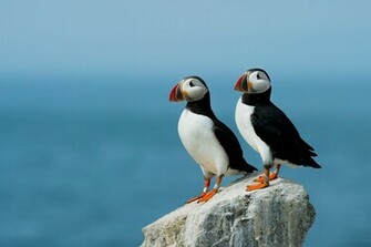 Atlantic Puffin Wallpaper