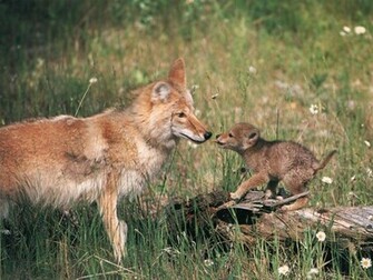 True Wild Life