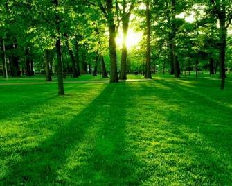 Green Forest Wallpaper