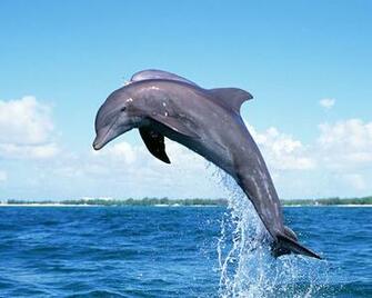 Dolphin Wallpaper Amazing