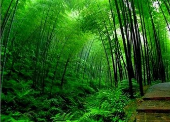 Bamboo Tree Wallpaper HD