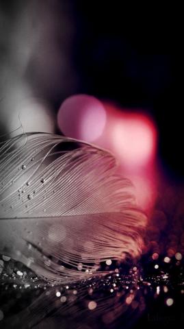 Vactualpapers Gallery Sparkling Feather HD Mobile